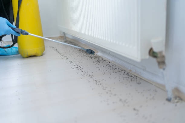 Professional Pest Control in Pamplico, SC